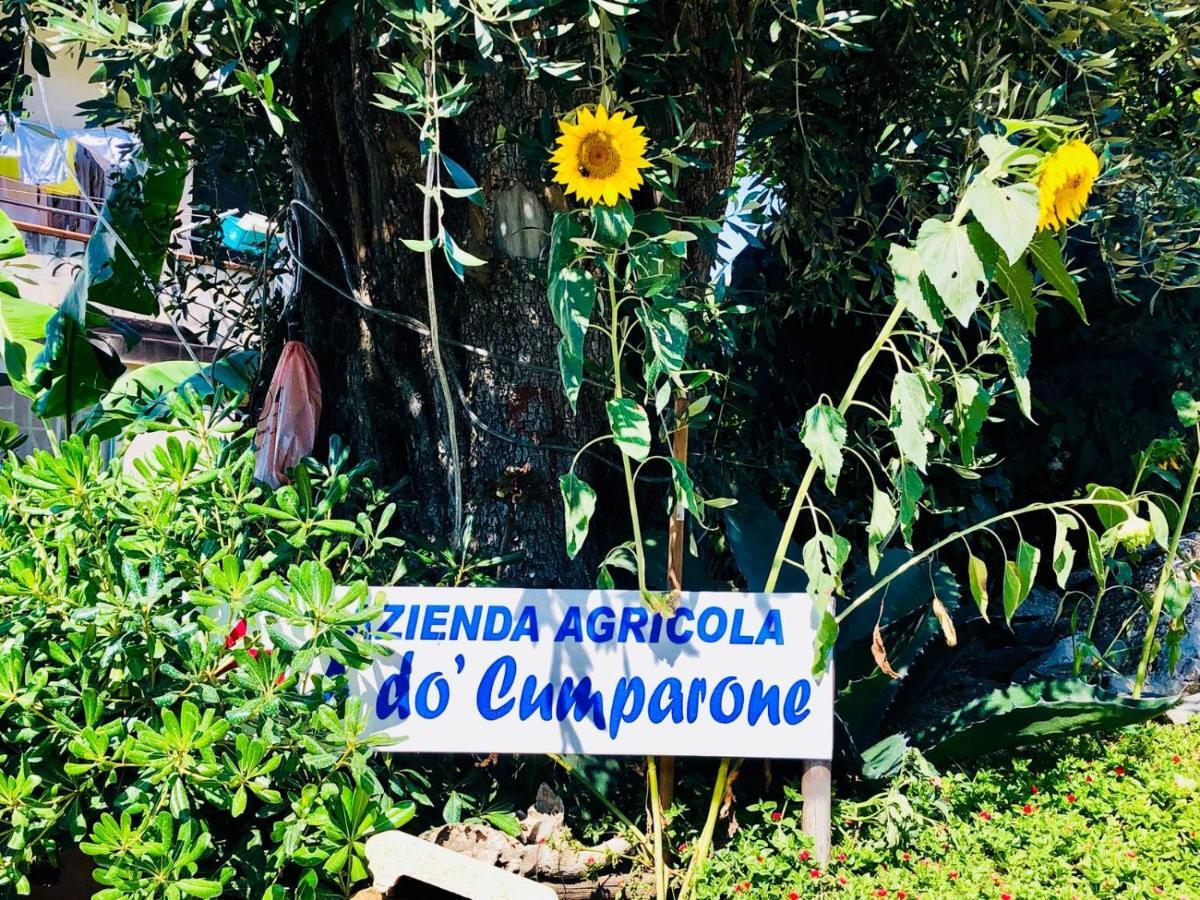 Agriturismo A Do' Cumparone Corbara  ภายนอก รูปภาพ